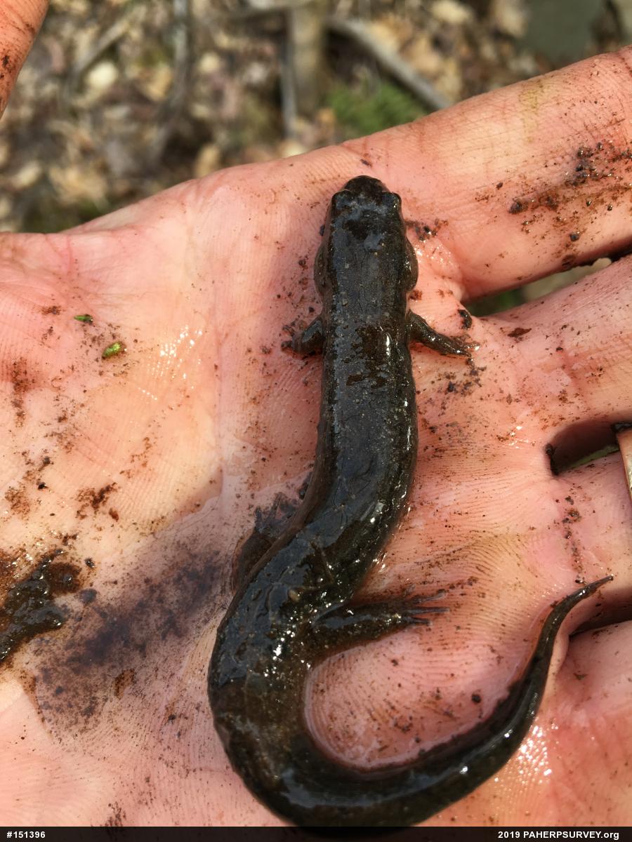Northern Dusky Salamander