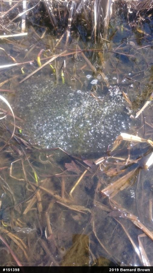 Wood Frog