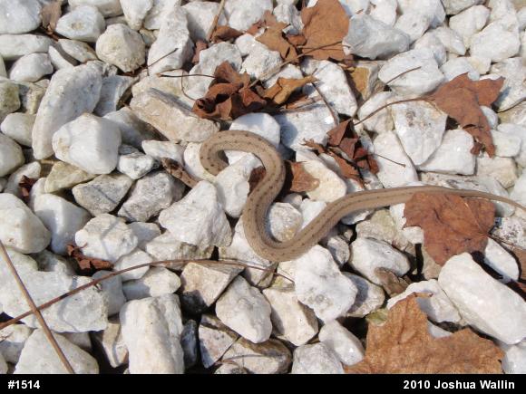 Dekay's Brownsnake