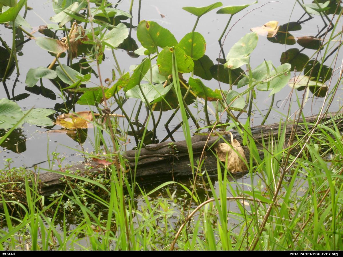 Northern Watersnake