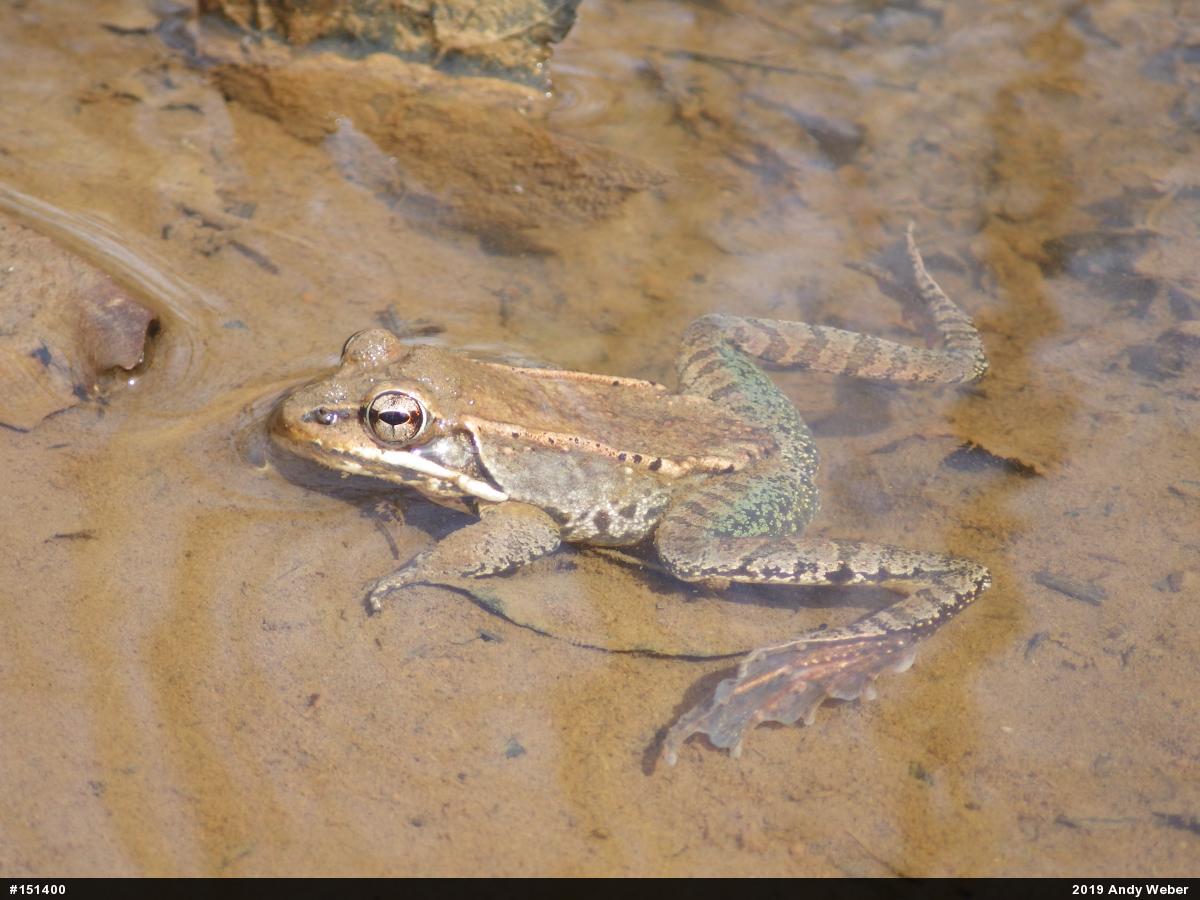 Wood Frog