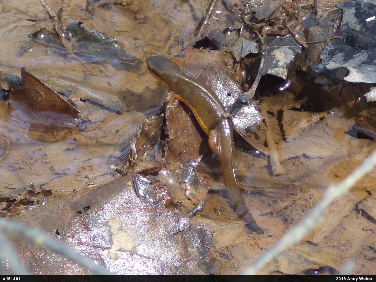 Red-spotted Newt