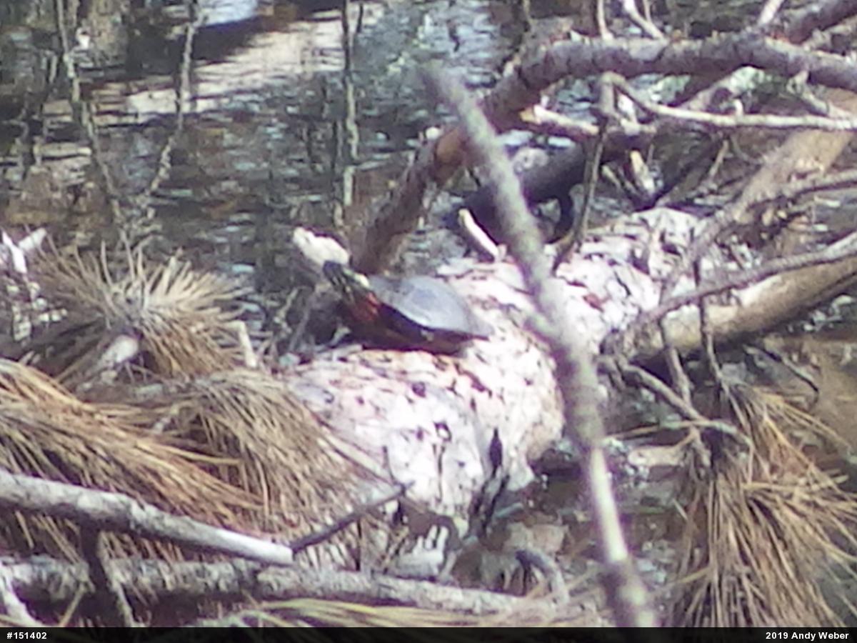 Painted Turtle