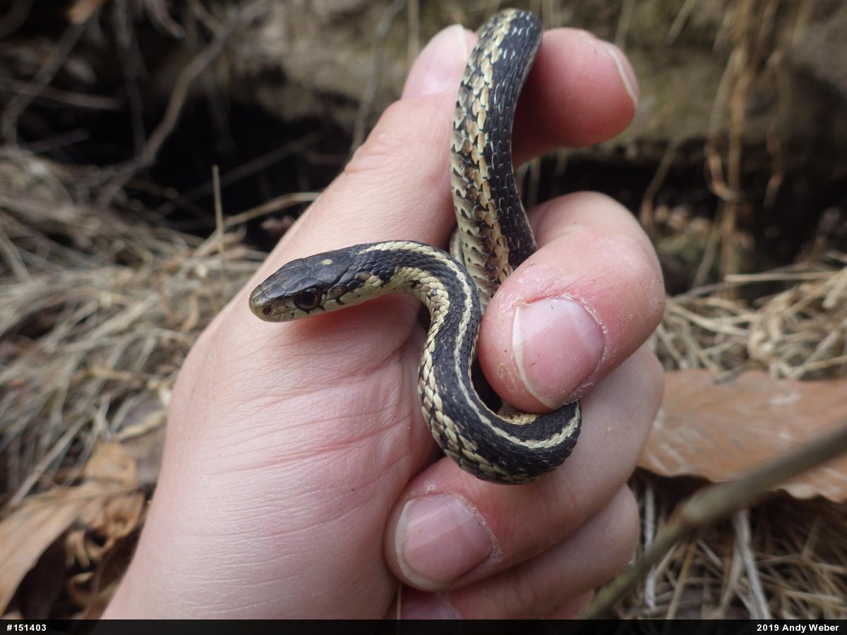 Eastern Gartersnake