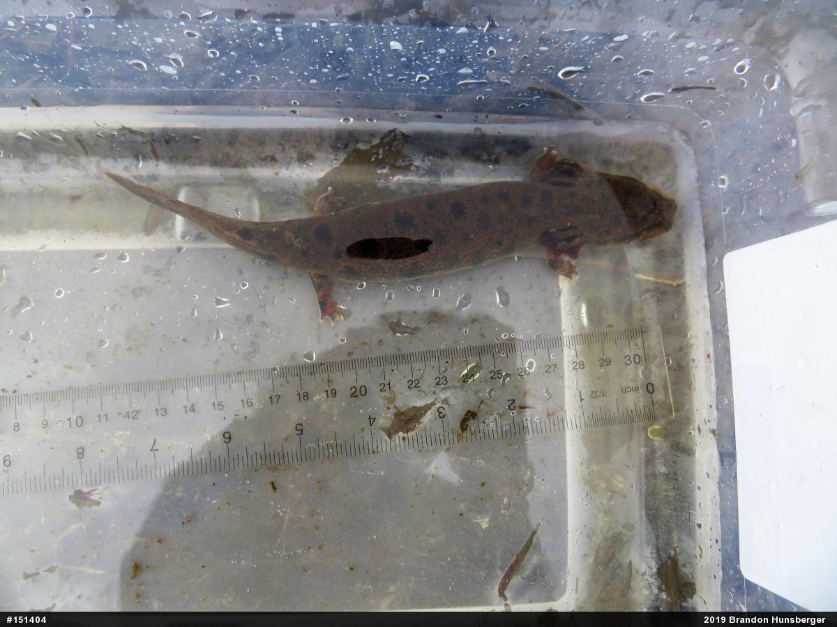 Common Mudpuppy