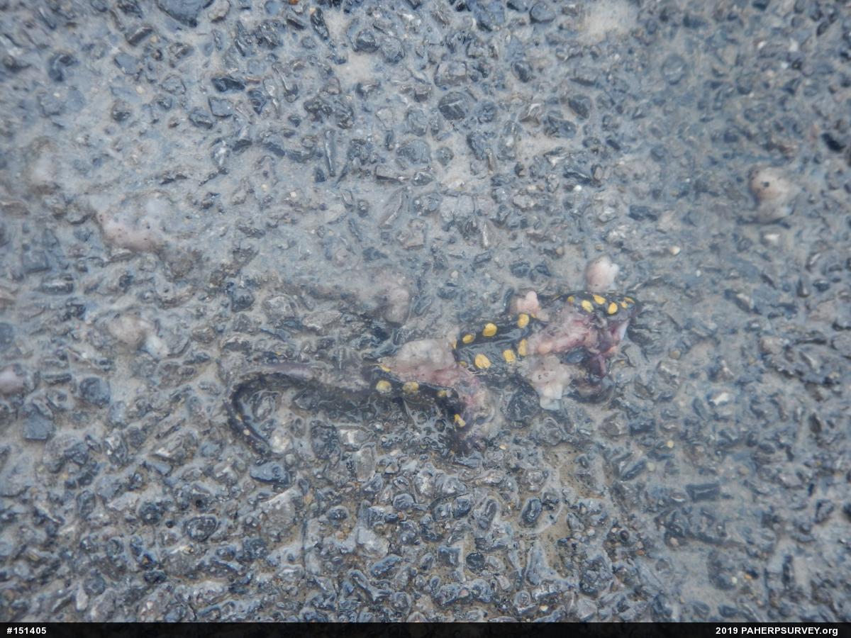 Spotted Salamander