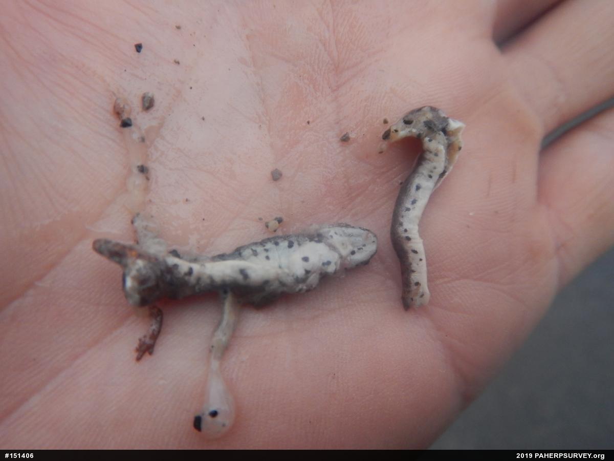Four-toed Salamander