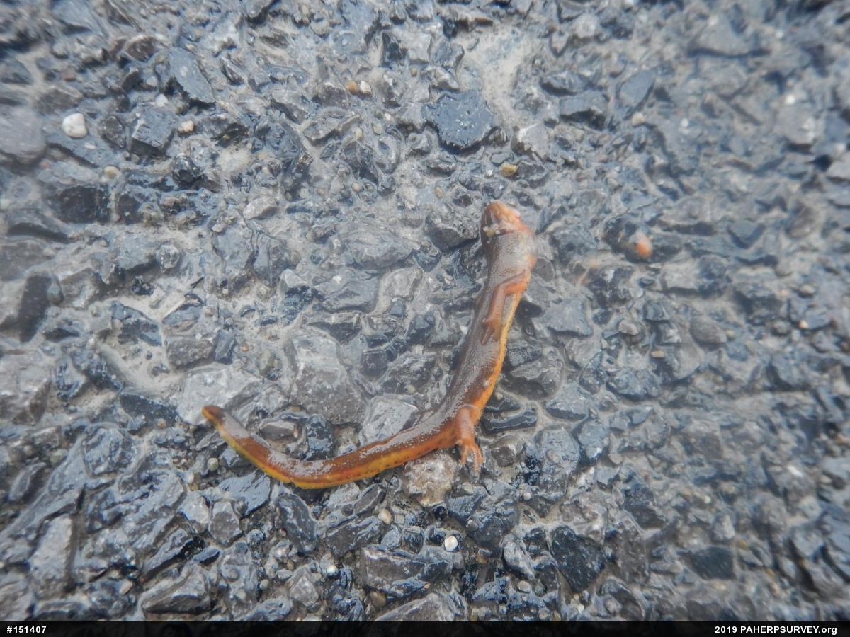 Red-spotted Newt