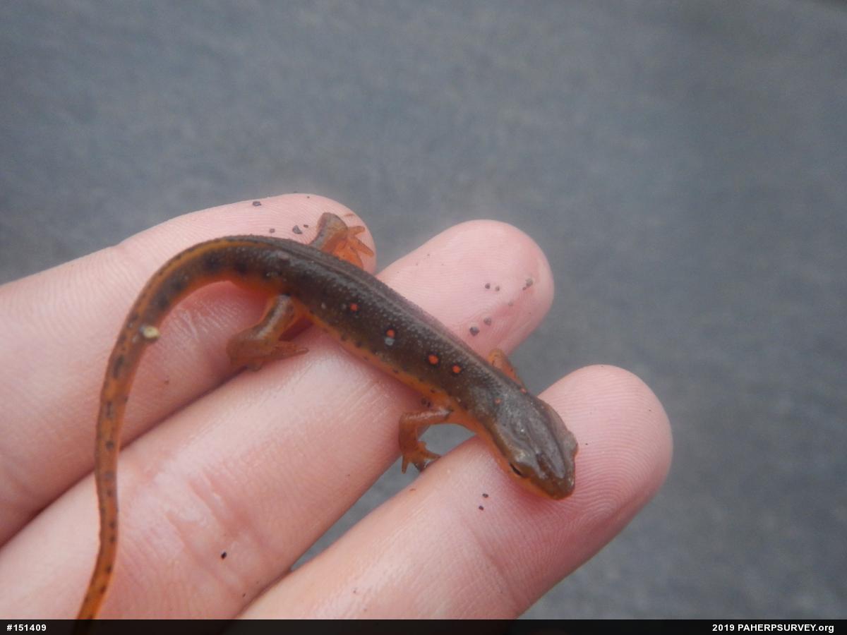 Red-spotted Newt