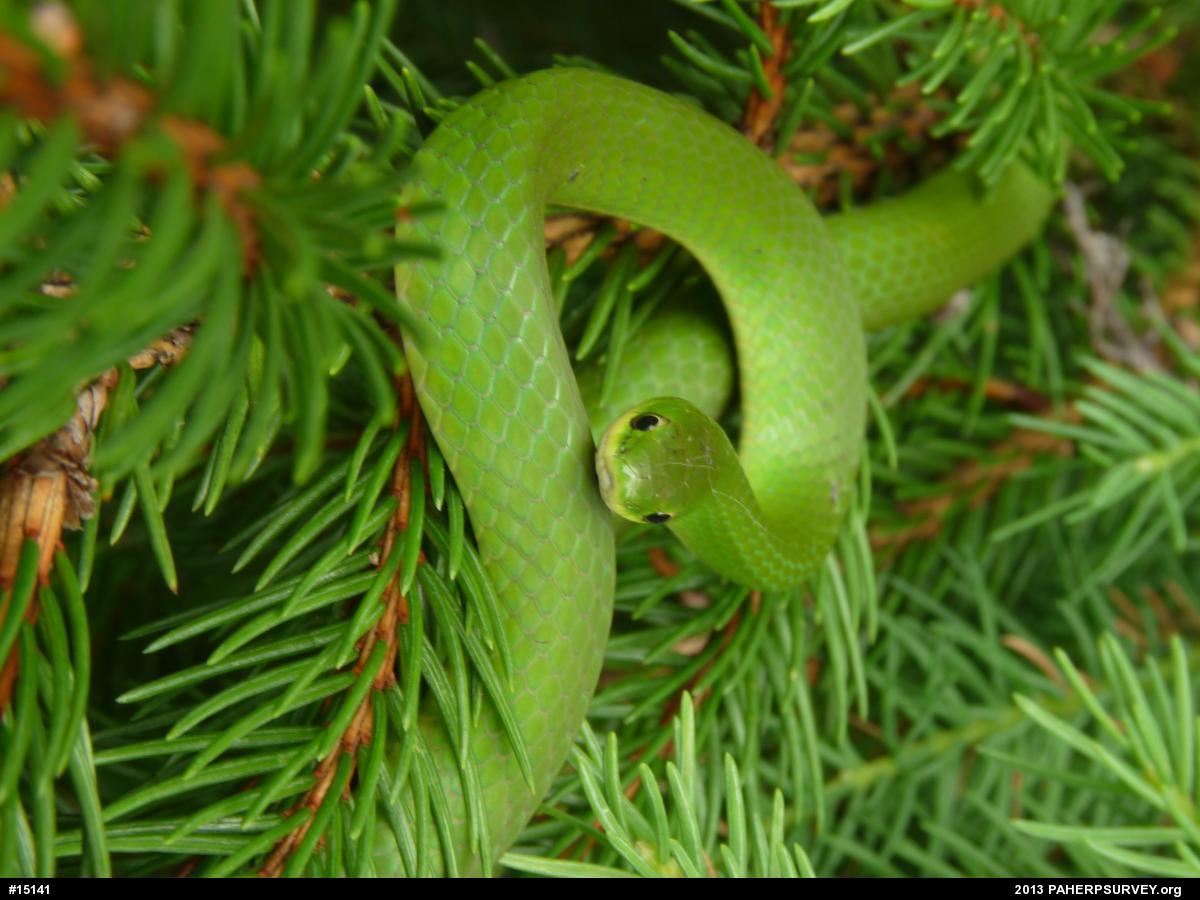 Smooth Greensnake