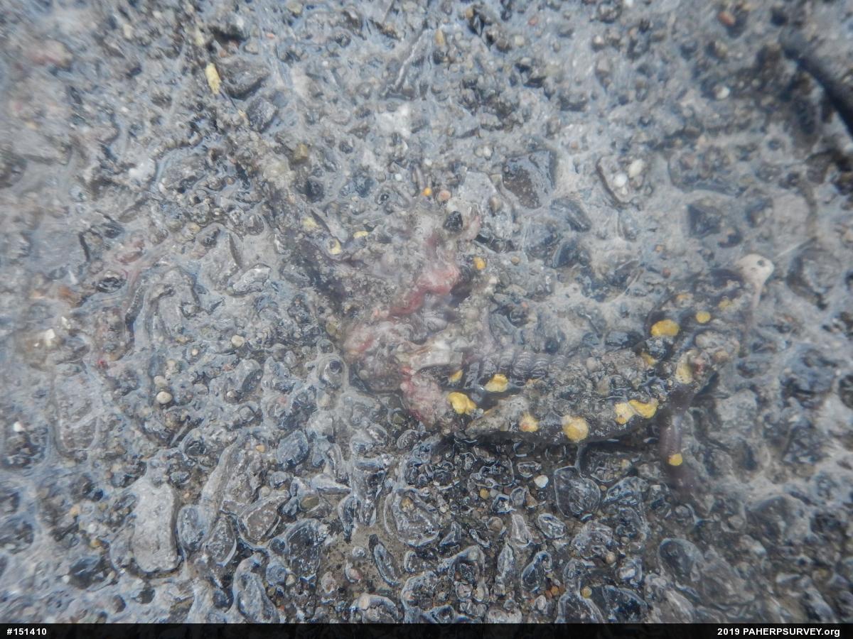 Spotted Salamander