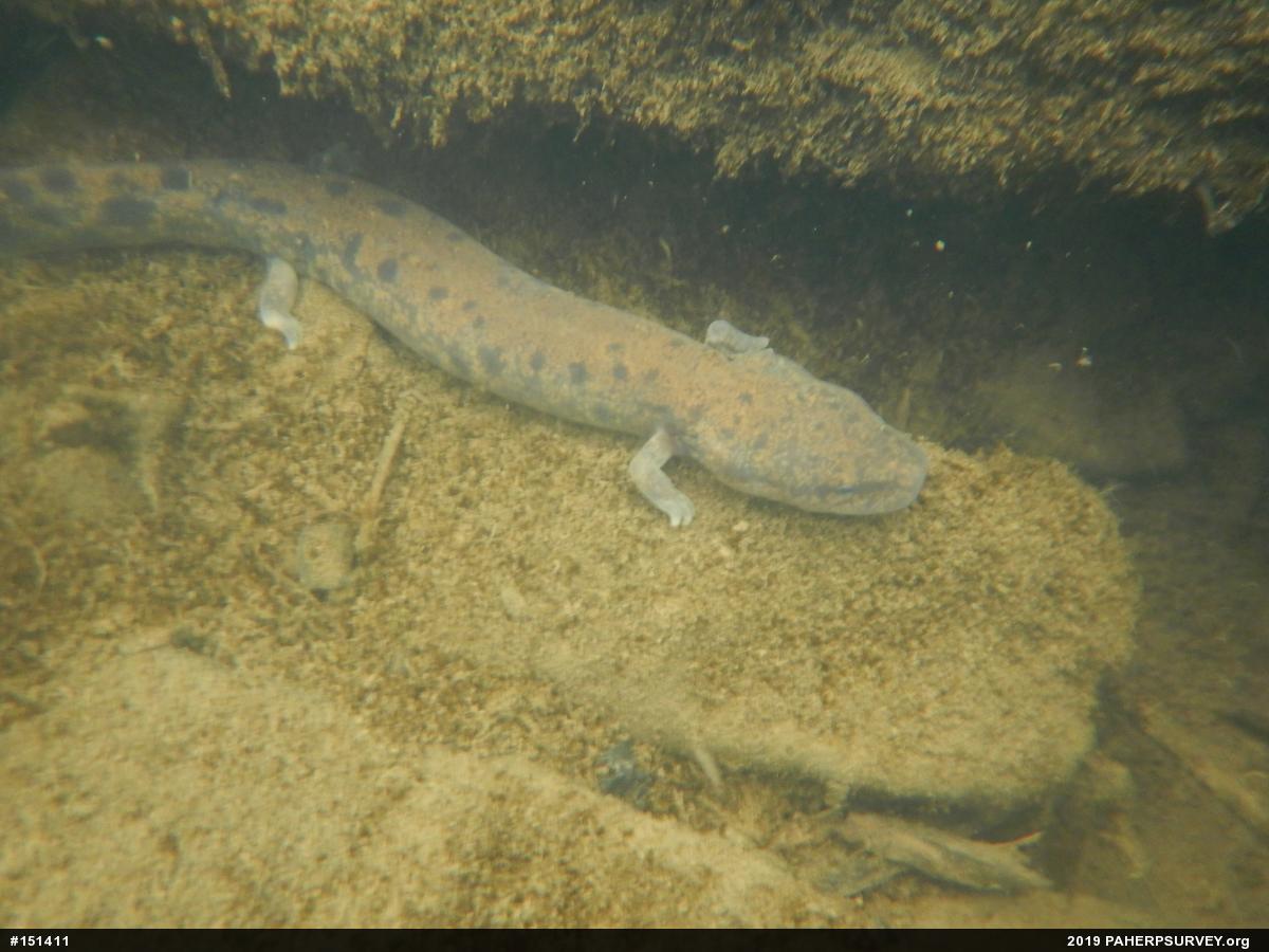 Common Mudpuppy