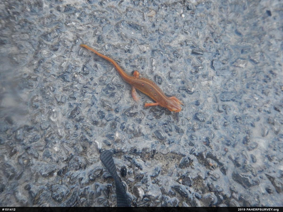 Red-spotted Newt