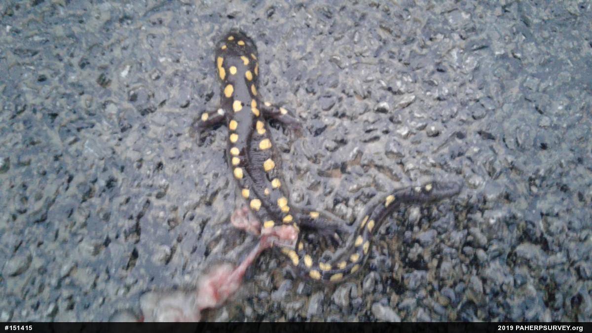 Spotted Salamander