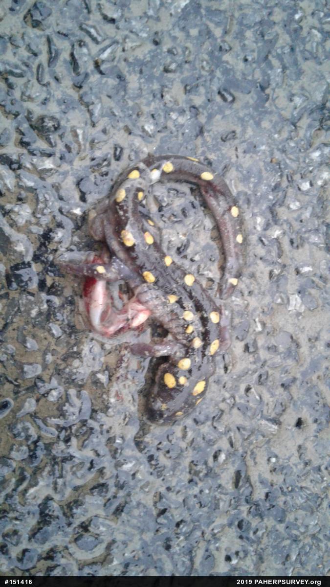Spotted Salamander