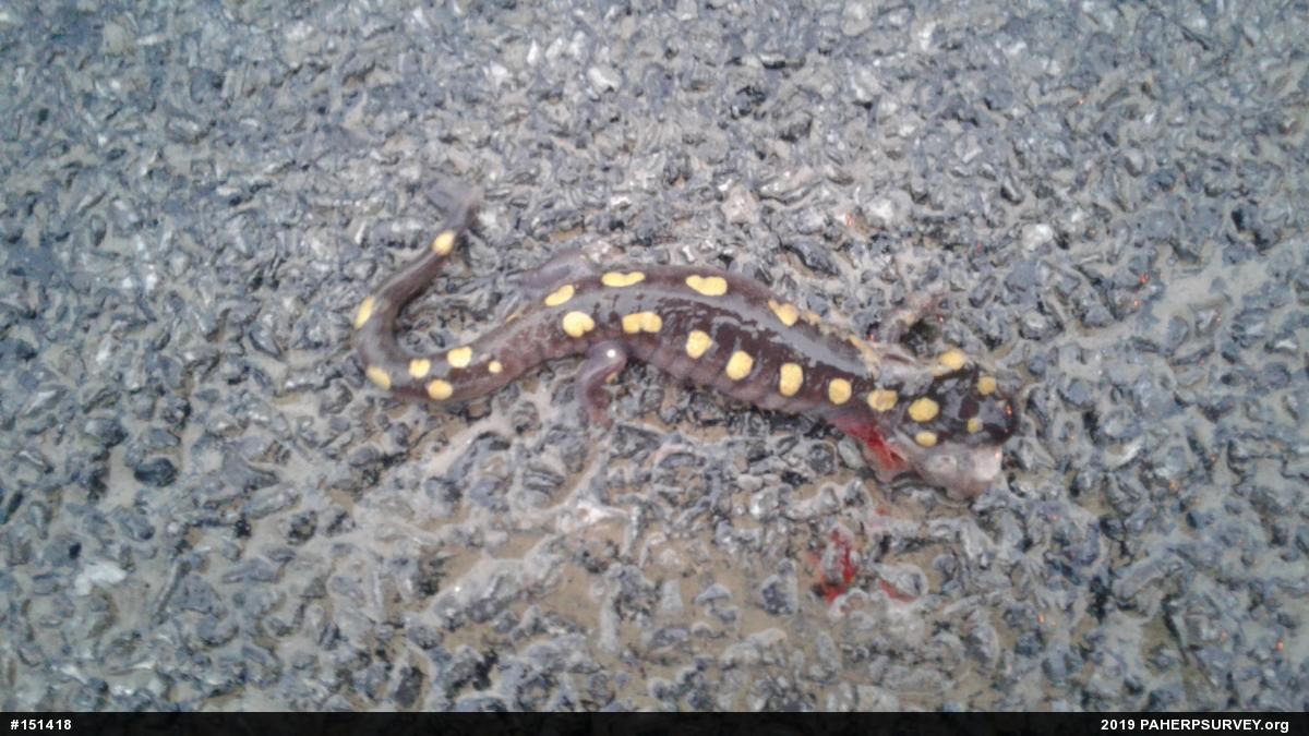 Spotted Salamander