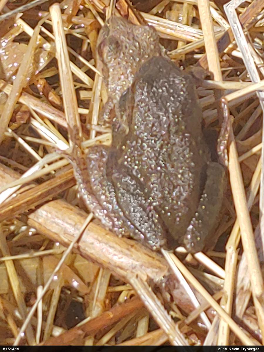 Spring Peeper