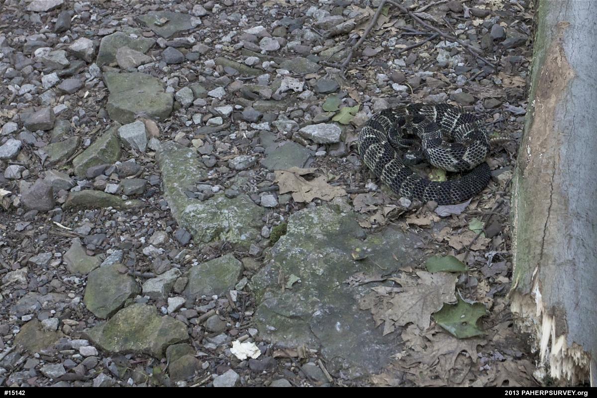 Timber Rattlesnake