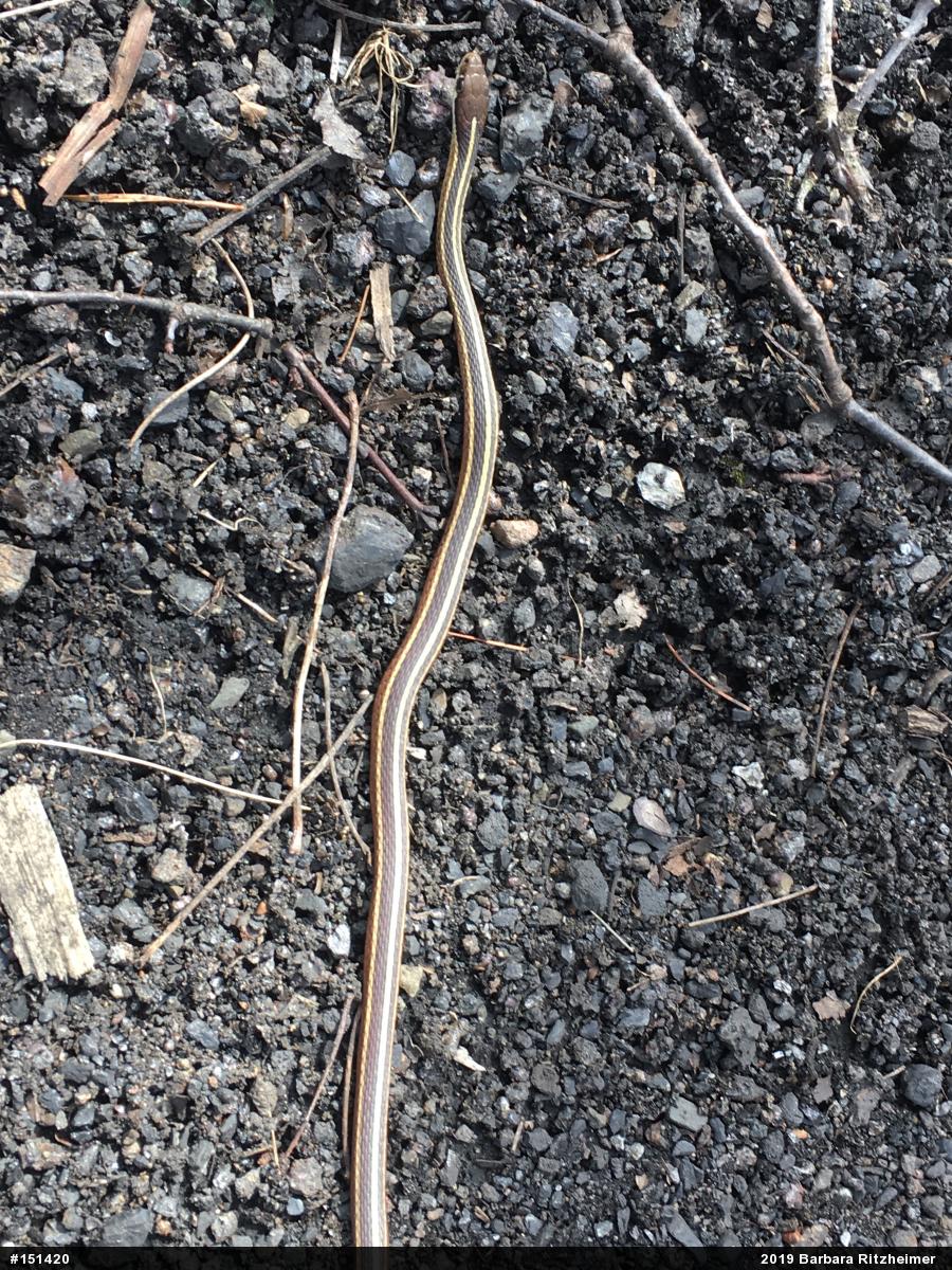 Eastern Ribbonsnake