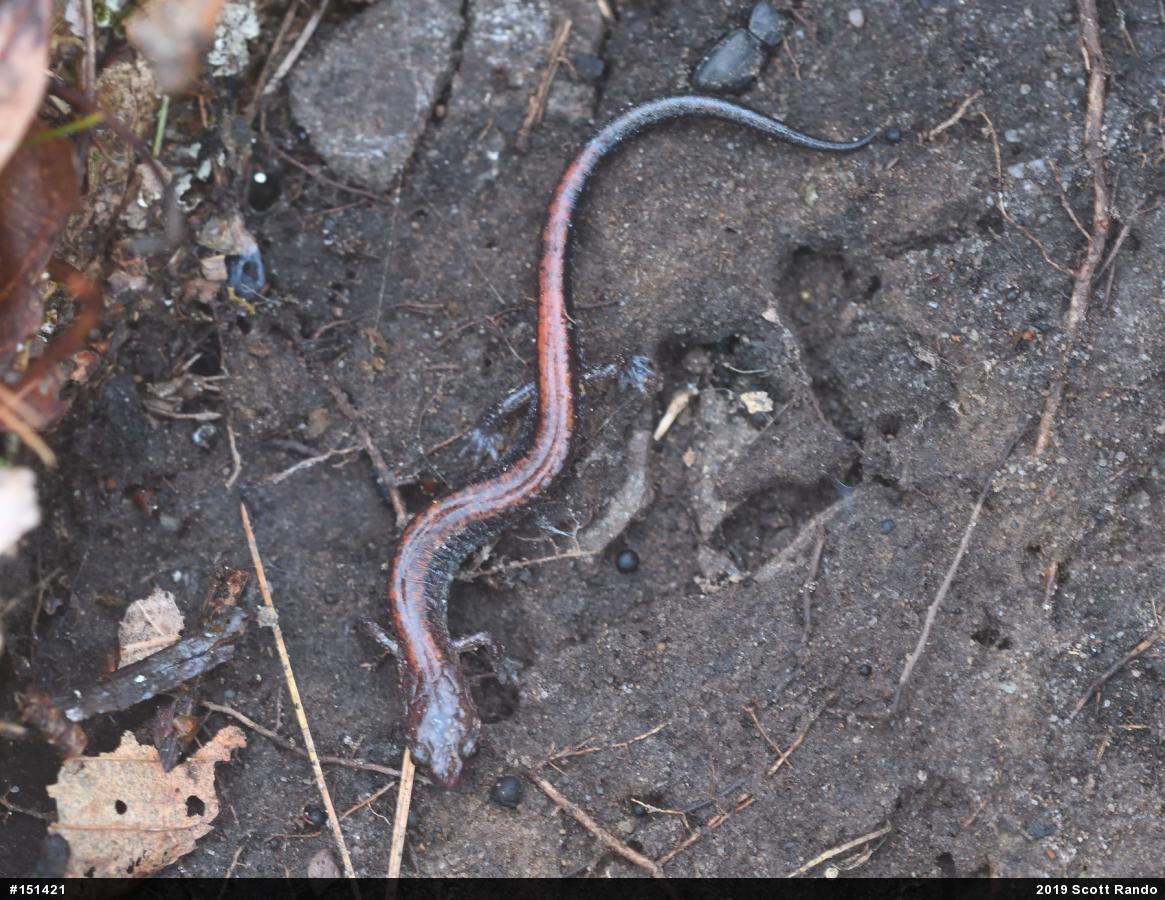 Eastern Red-backed  Salamander