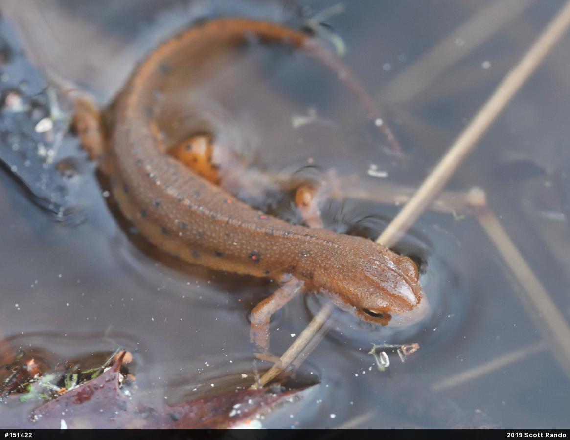 Red-spotted Newt