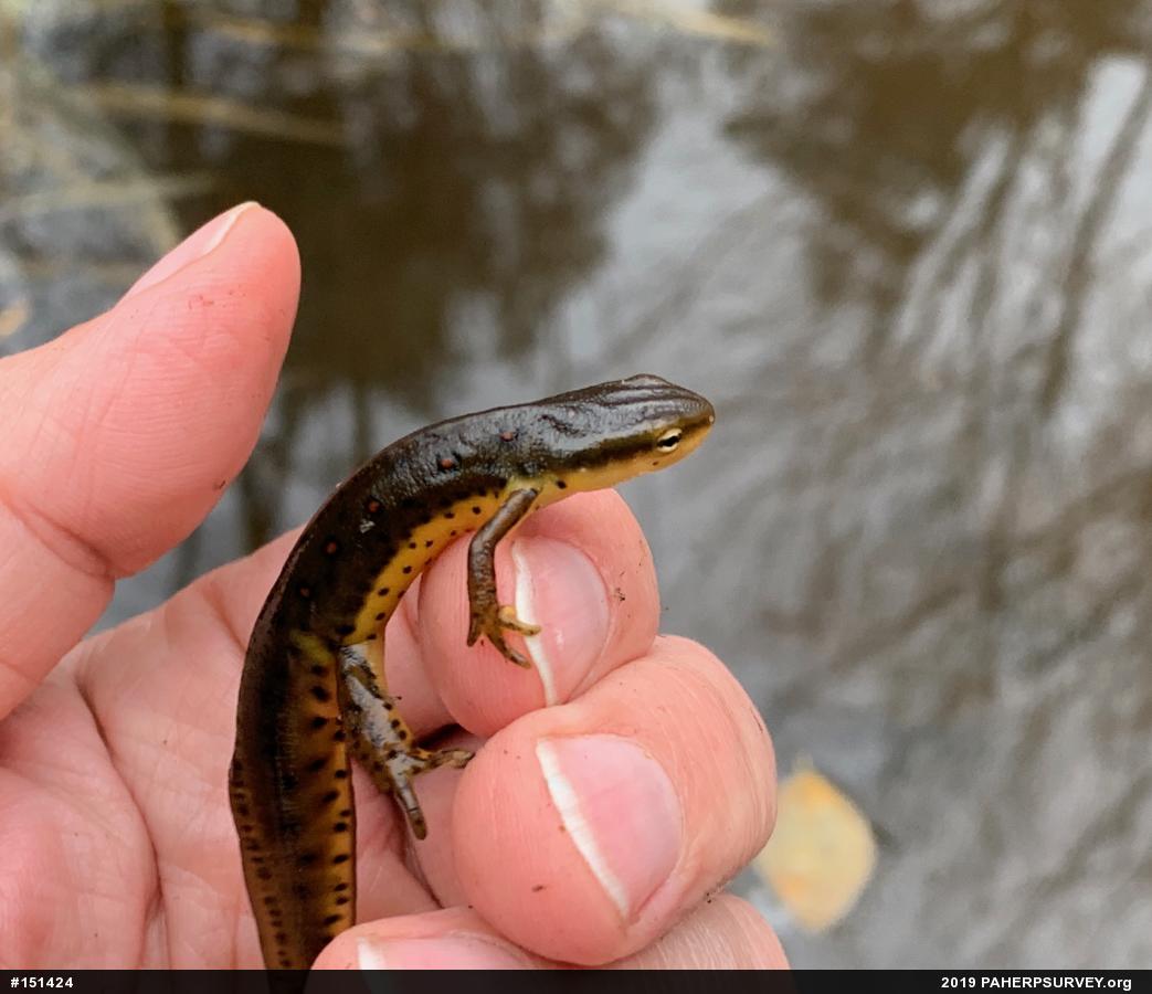 Red-spotted Newt