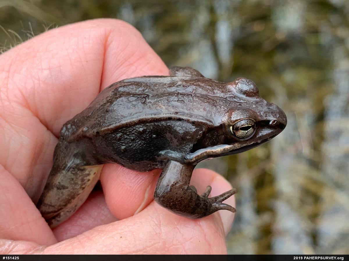 Wood Frog