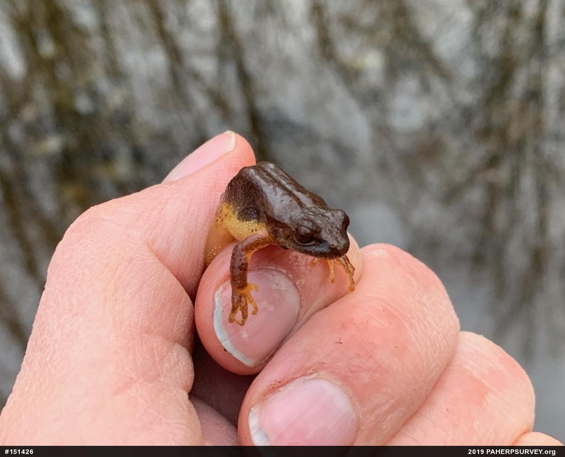 Spring Peeper