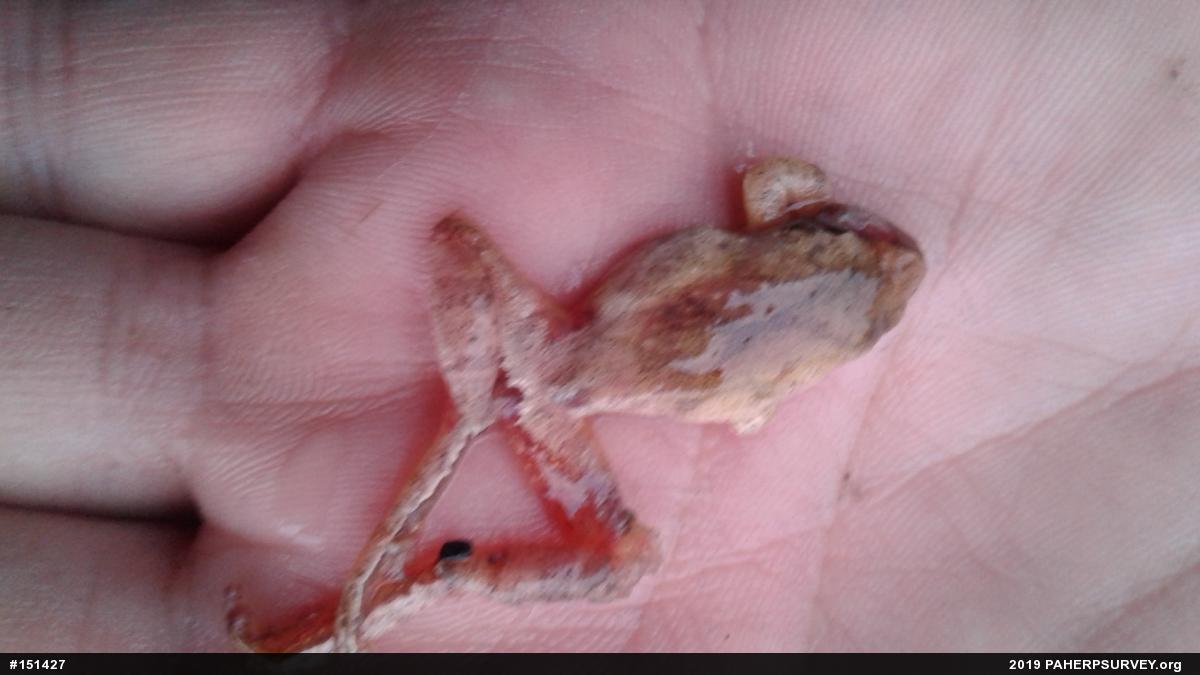 Spring Peeper