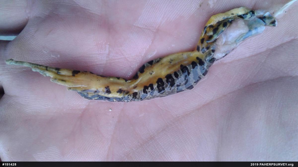 Pickerel Frog