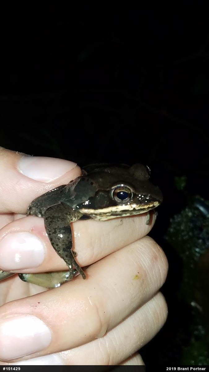 Wood Frog