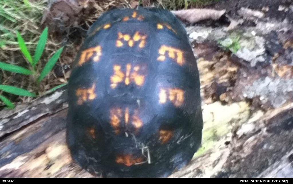 Eastern Box Turtle