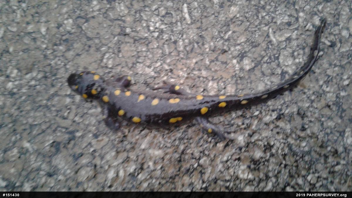 Spotted Salamander