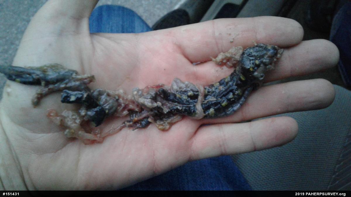 Spotted Salamander