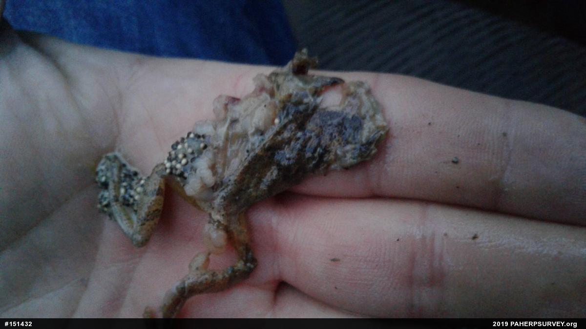Spring Peeper