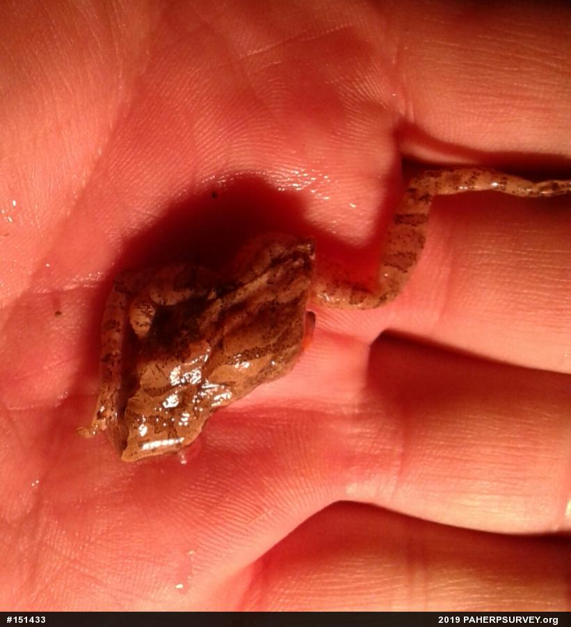 Spring Peeper