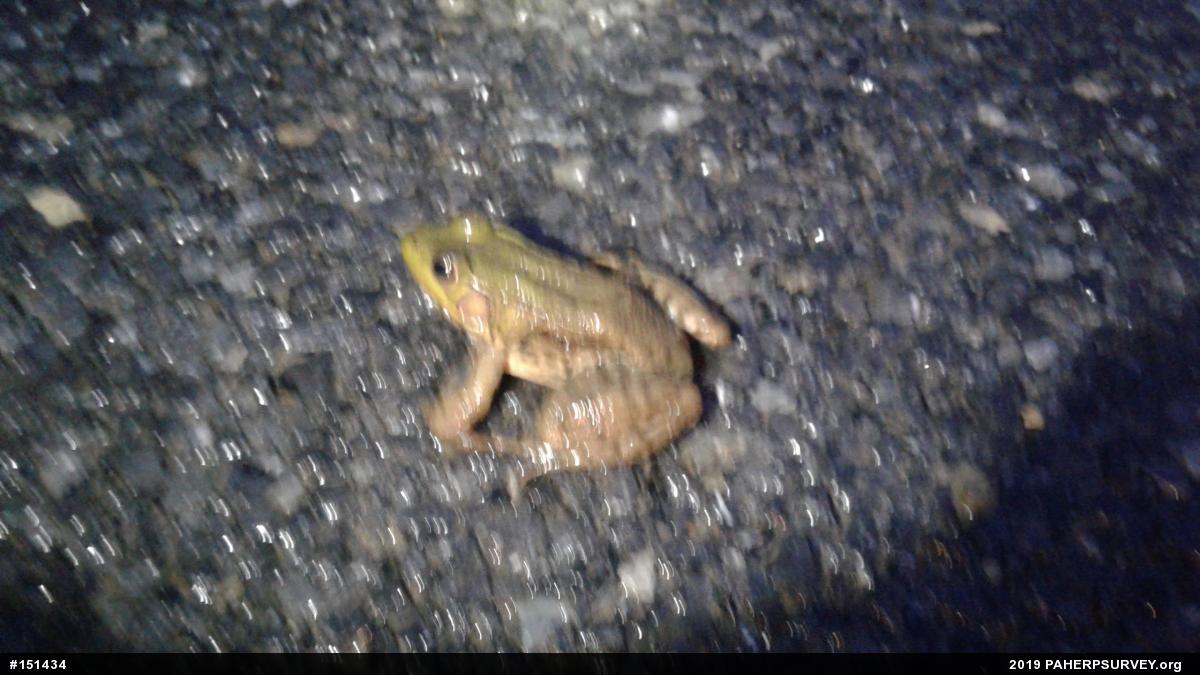 Green Frog