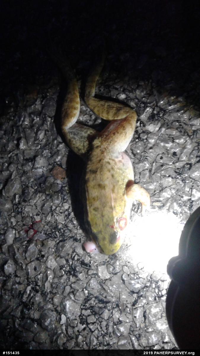 Green Frog