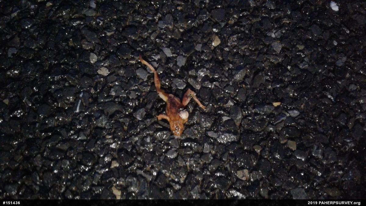 Spring Peeper