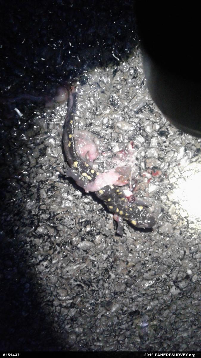 Spotted Salamander