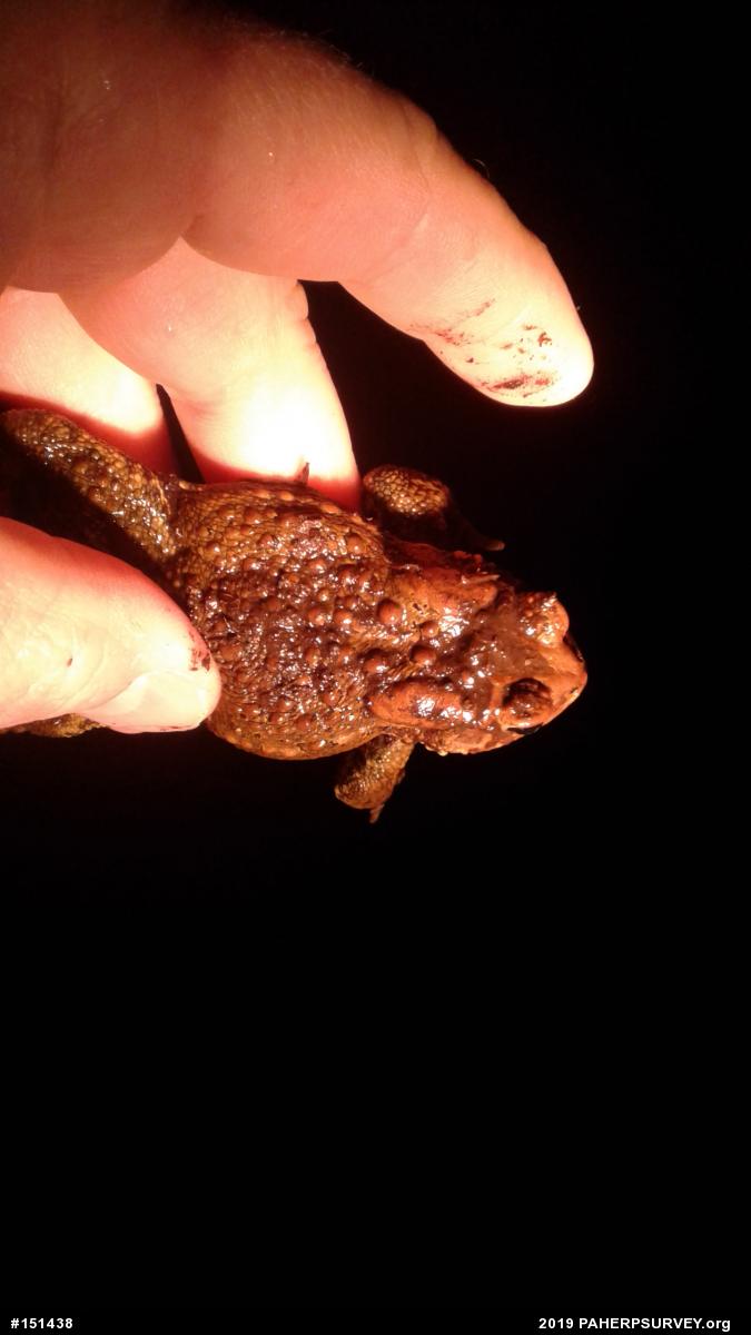 Eastern American Toad