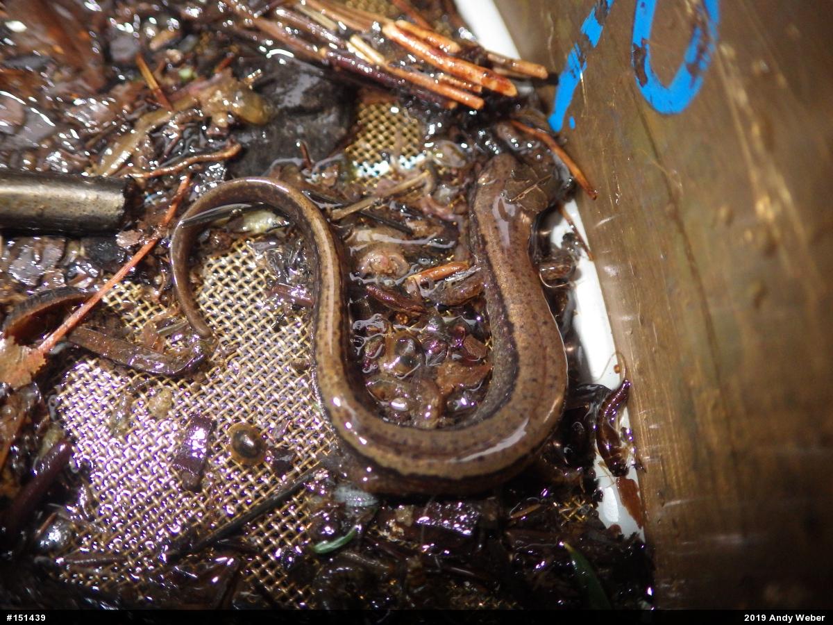 Northern Two-lined Salamander