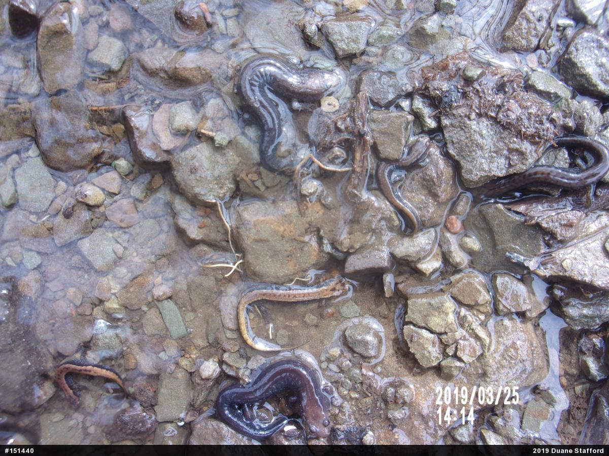Allegheny Mountain Dusky Salamander
