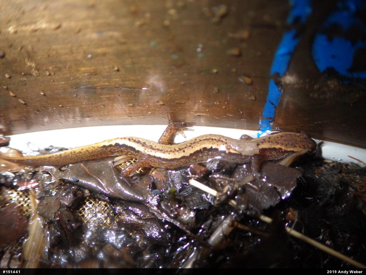 Northern Two-lined Salamander
