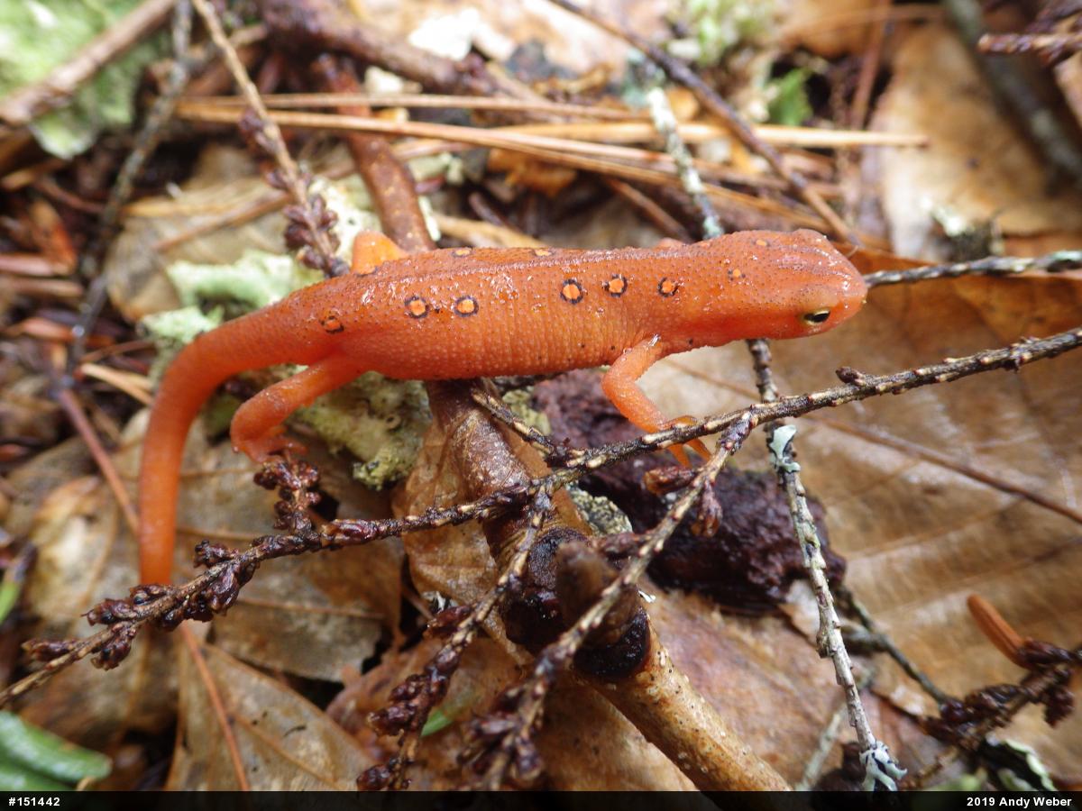 Red-spotted Newt