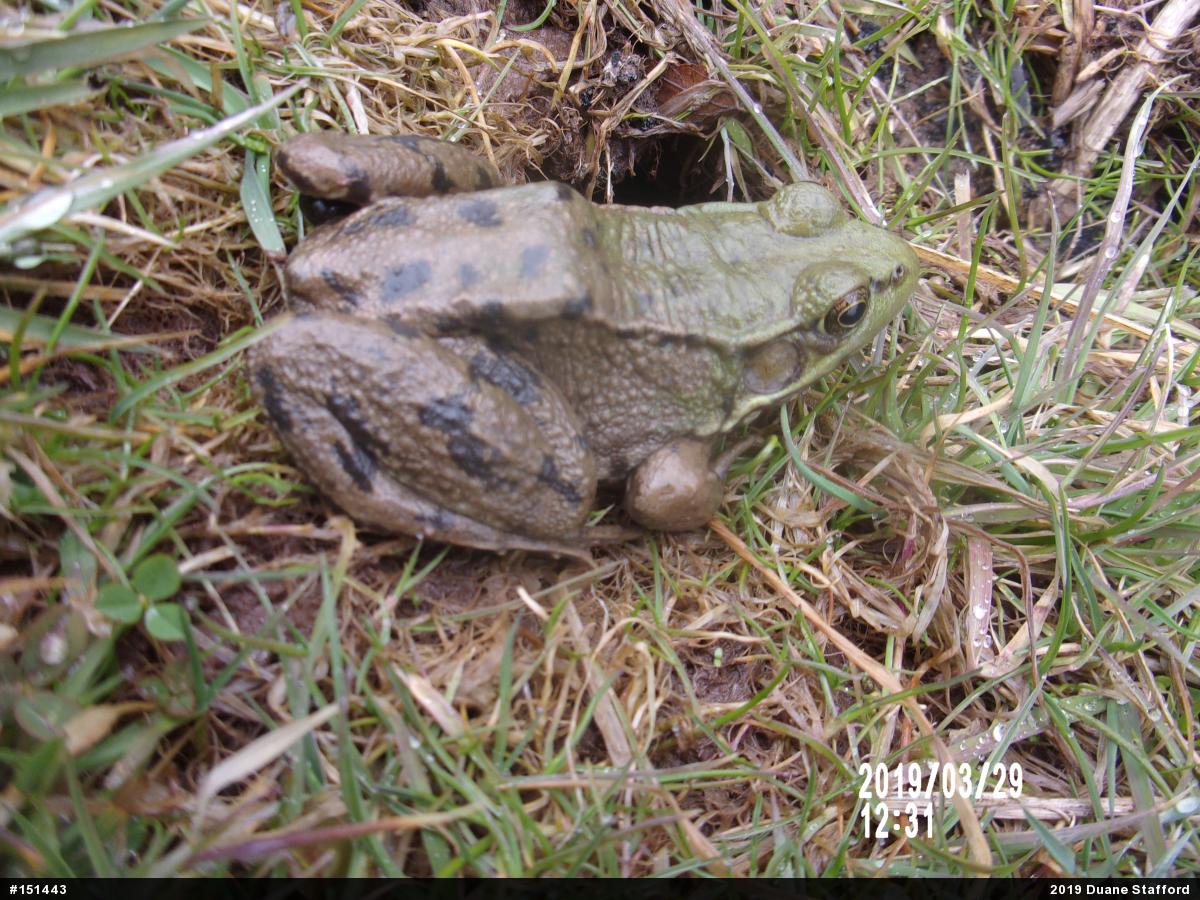 Green Frog