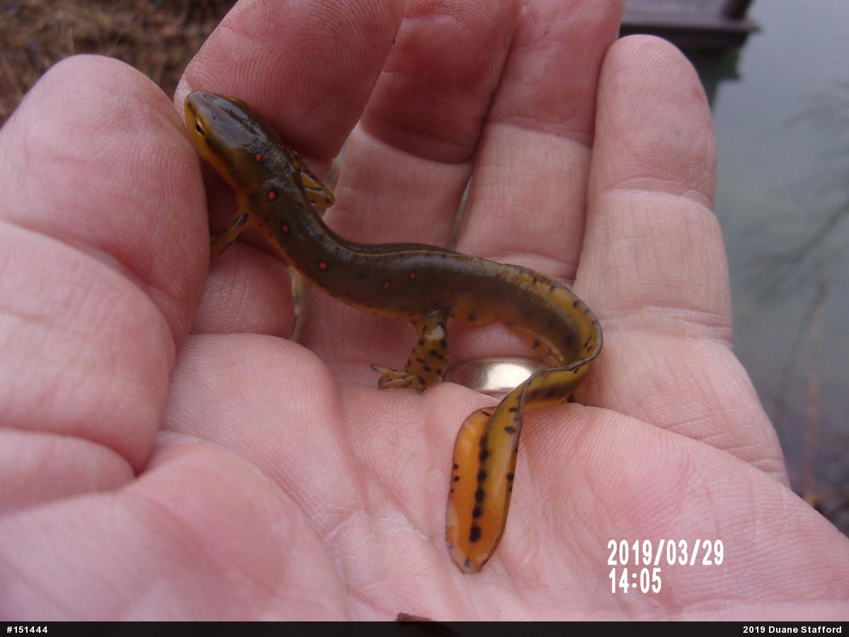 Red-spotted Newt