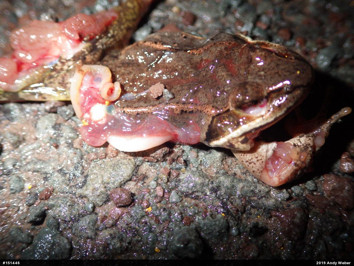 Wood Frog