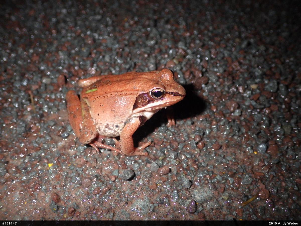 Wood Frog