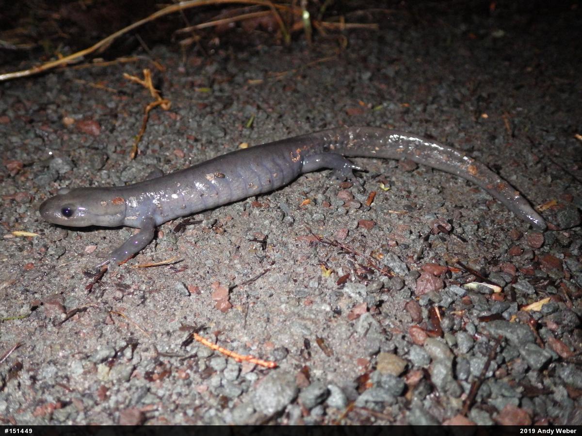 Jefferson Salamander